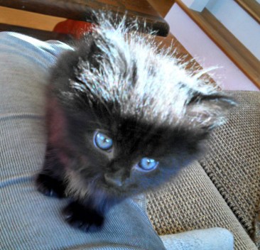 Bitey, Devil Cat, Satan, Big Pooper, or G