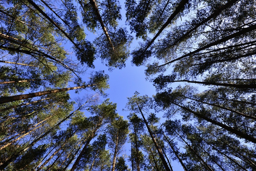 Trees and Sky
