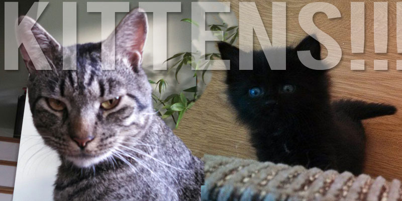 2 Kittens