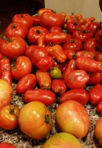 Bunch of Tomatoes
