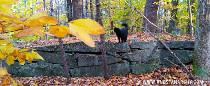 Bitey the Woods Can on top of Stone Wall
