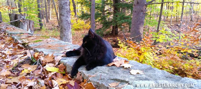 Bitey the Cat in the Woods