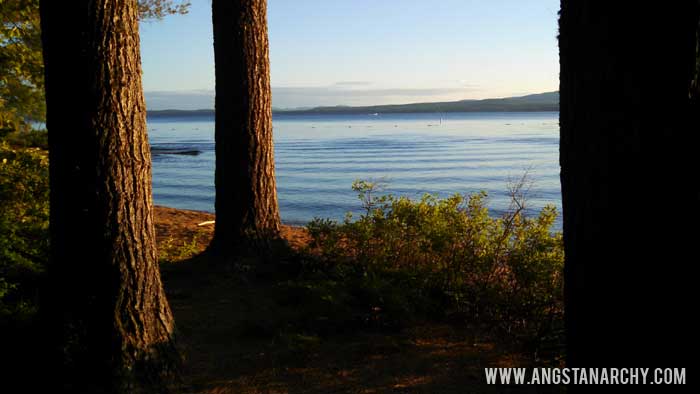 Lake view with pine trees