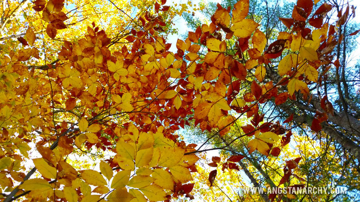 Colorful Fall Leaves