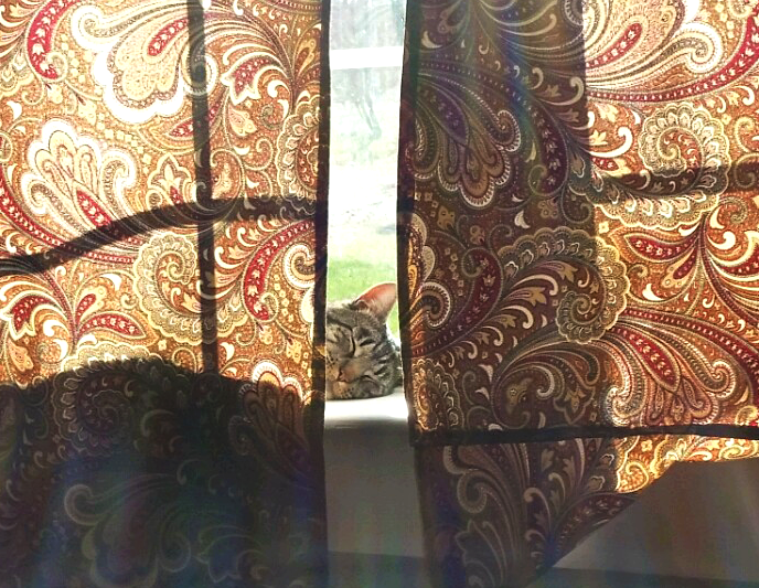 The Gentleman Cat