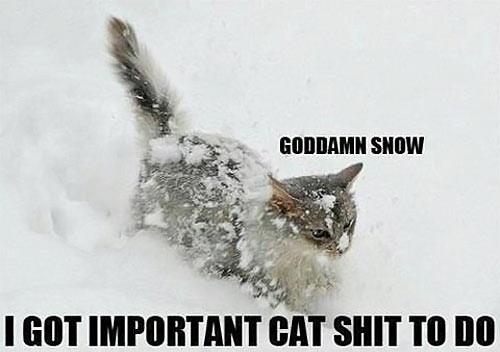 cat in snow