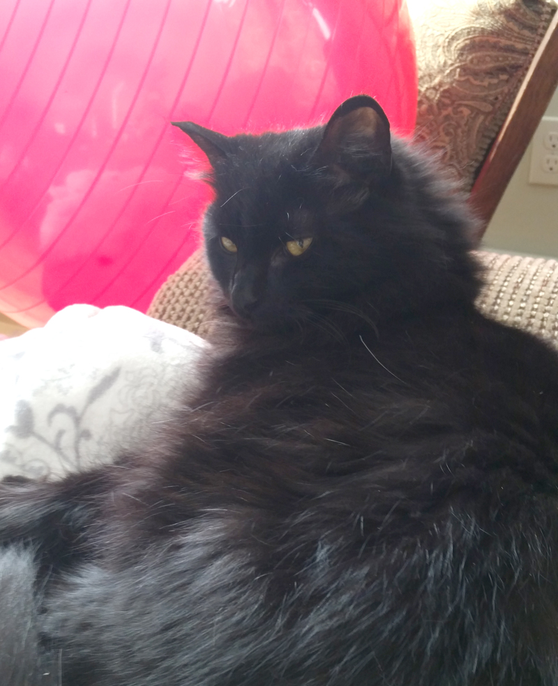 Black Cat, Bitey
