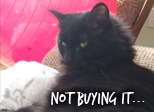 Not buying it...picture of cat