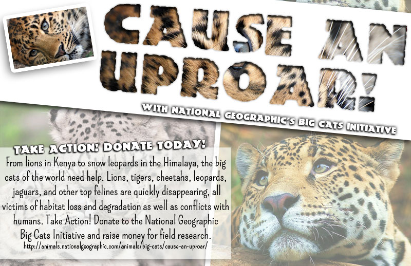 Cause an Uproar! Donate to Nat Geo's Big Cat's Initiative