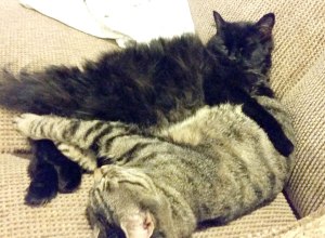 2 cats snuggle on a couch