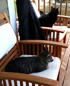 2 Cats sit on chairs outside