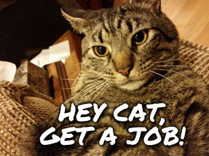 Hey Cat, Get a job! Photo of Cat looking at camera