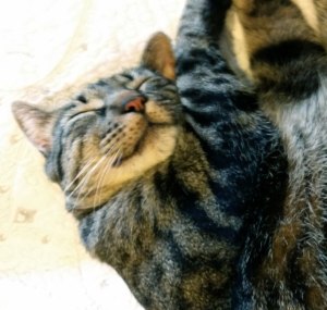 Cat curled up