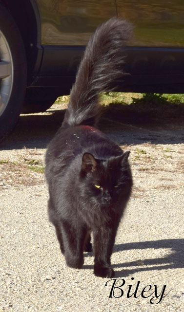 bitey, black cat, fluffy tail