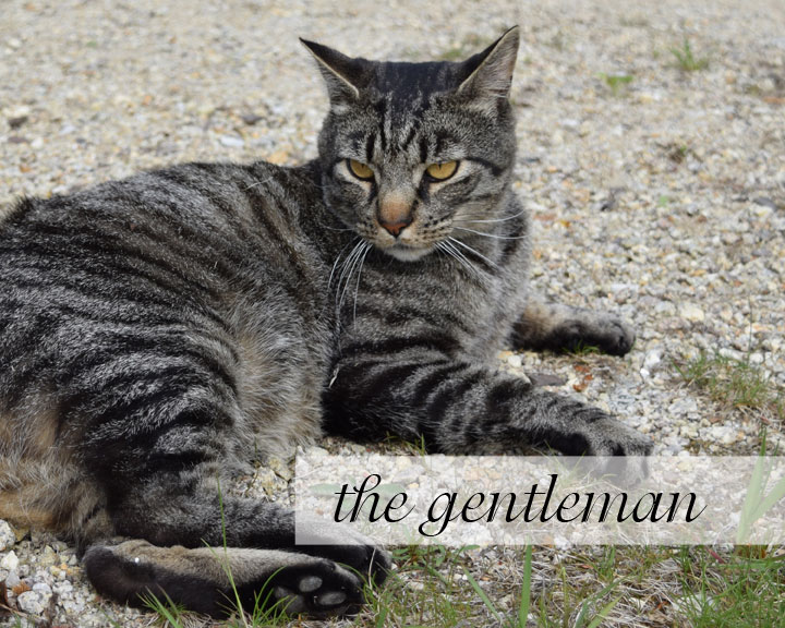 The Gentleman cat, tiger, grey