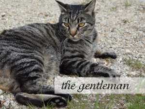 Tears of a Kitten: A Heroic Cat Rescue
